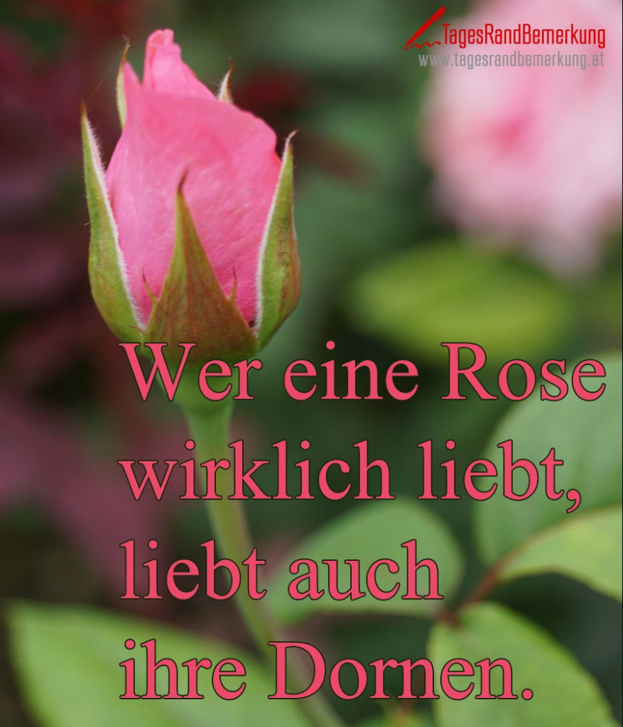 Wer eine Rose wirklich liebt, liebt auch ihre Dornen.