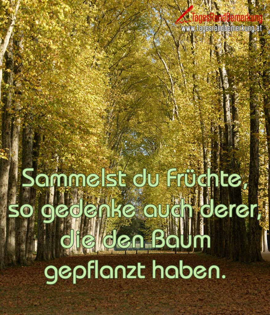 Sammelst du Früchte, so gedenke auch derer, die den Baum gepflanzt