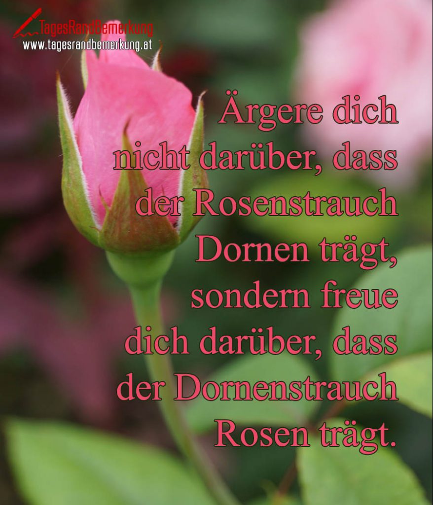 Ärgere dich nicht darüber, dass der Rosenstrauch Dornen trägt, sondern