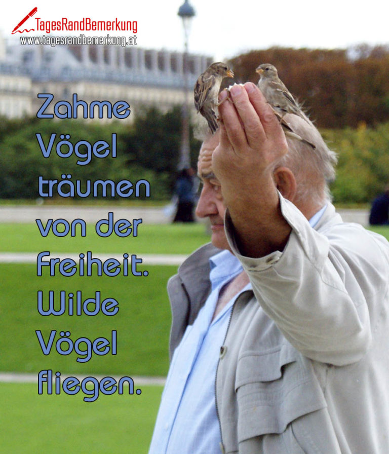 Zahme Vögel träumen von der Freiheit. Wilde Vögel fliegen. - Zitat von Die TagesRandBemerkung